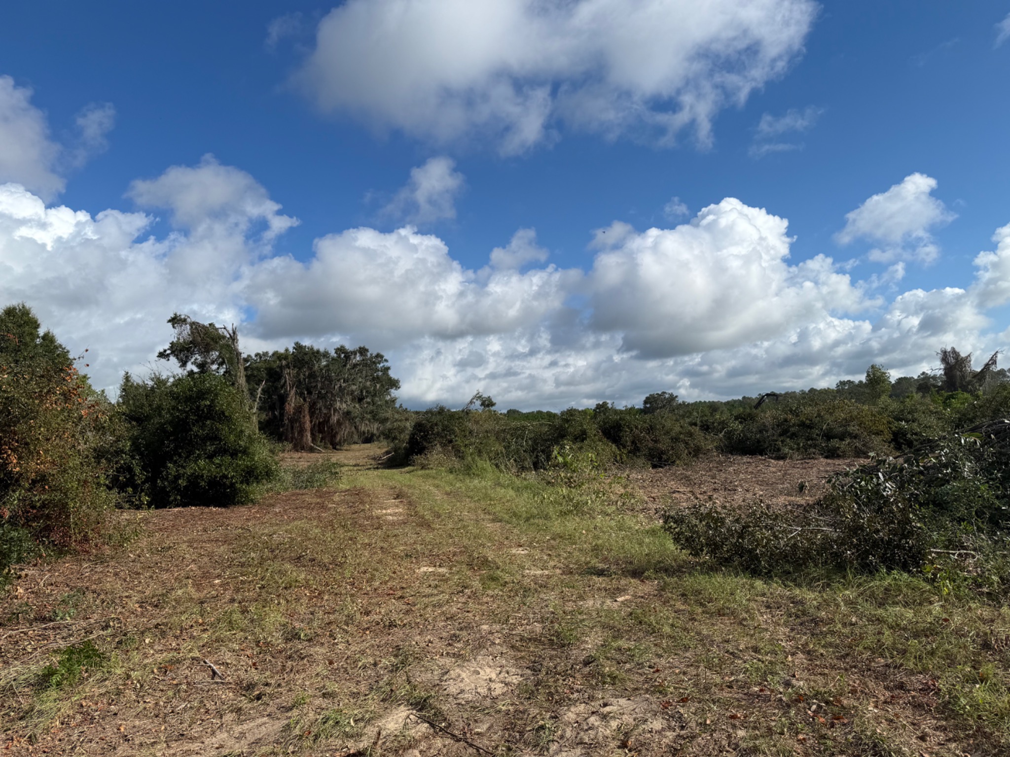 Cleared paths and brush during site preparation