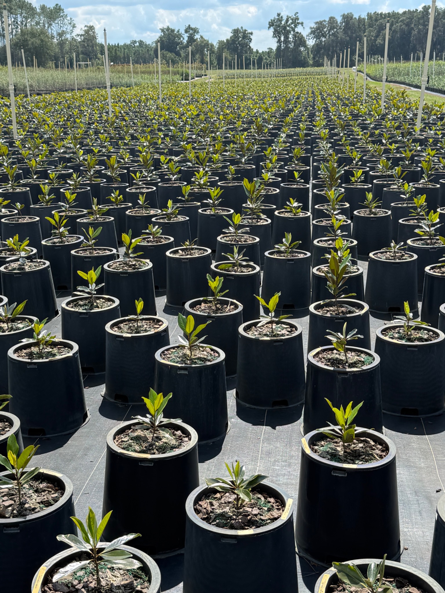 Rows of young container trees growing at Holliday Brothers