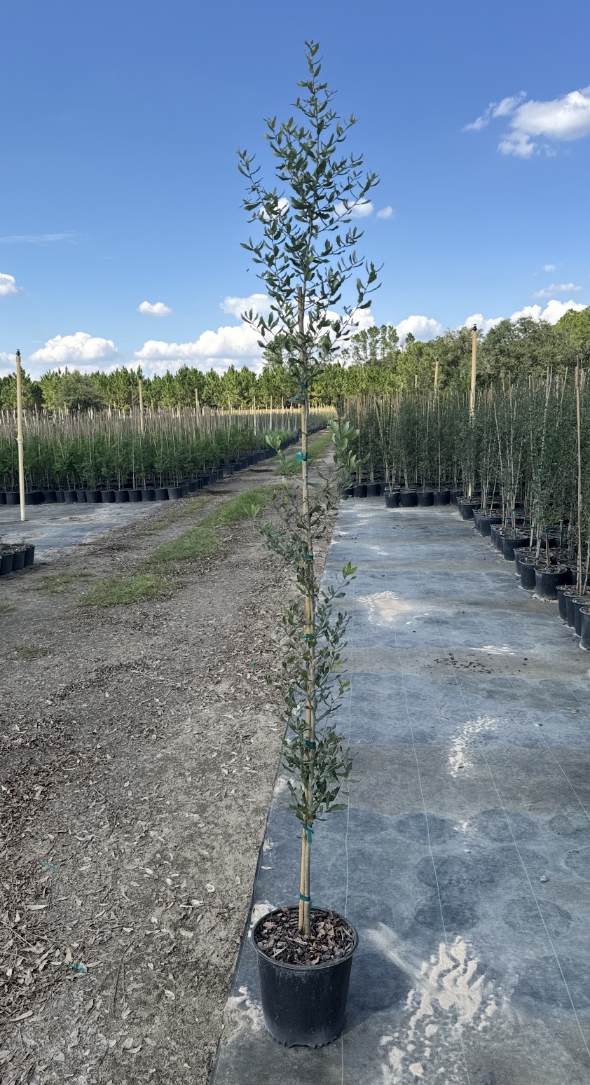 An individual staked tree at the farm