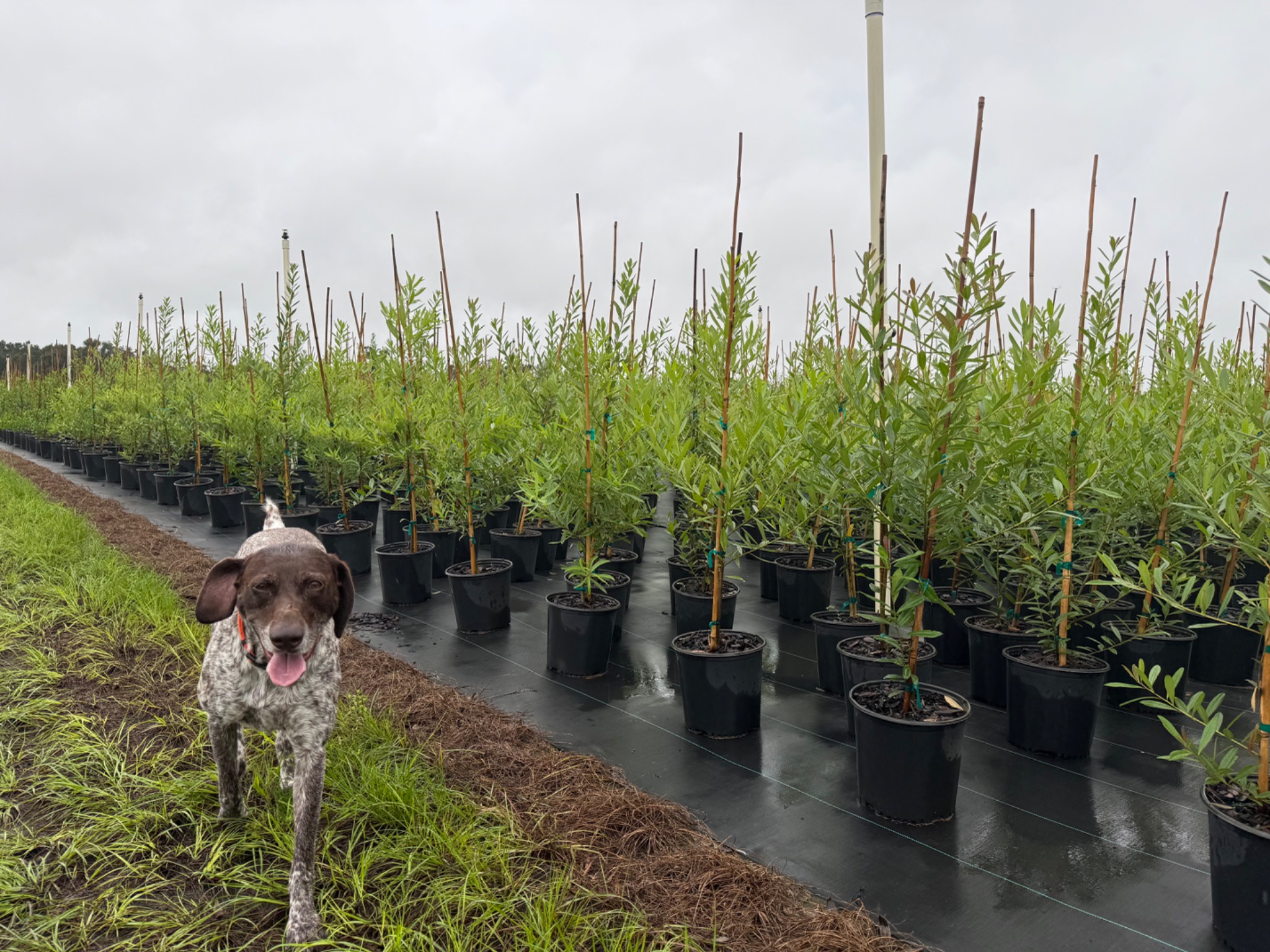 A farm dog beside the rows of container trees