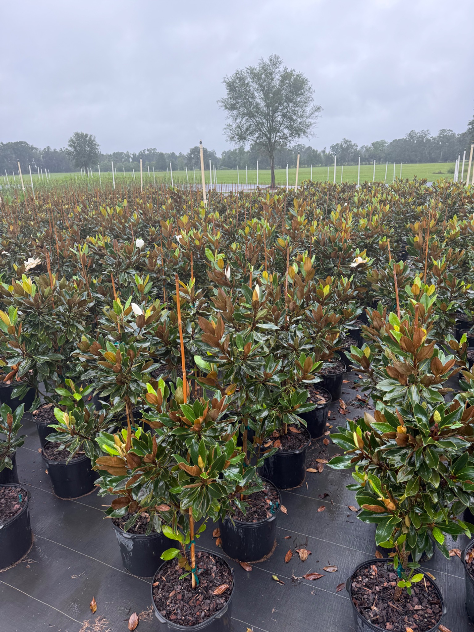 Broadleaf container trees in production