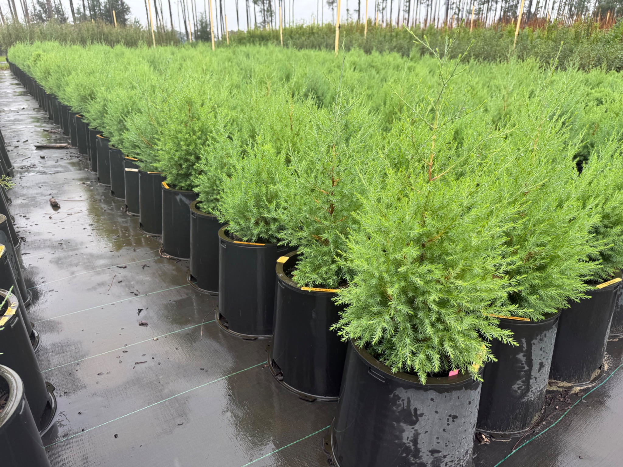 Southern Red Cedar growing at Holliday Brothers