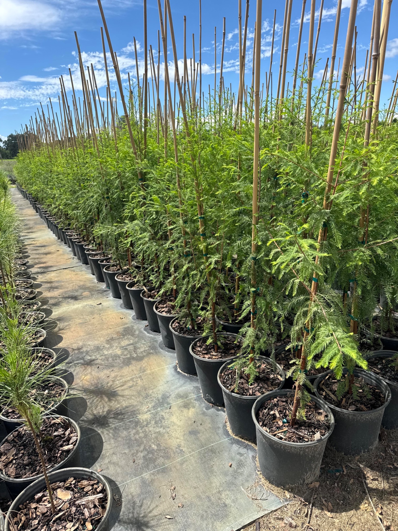 Bald Cypress in 3G containers at Holliday Brothers