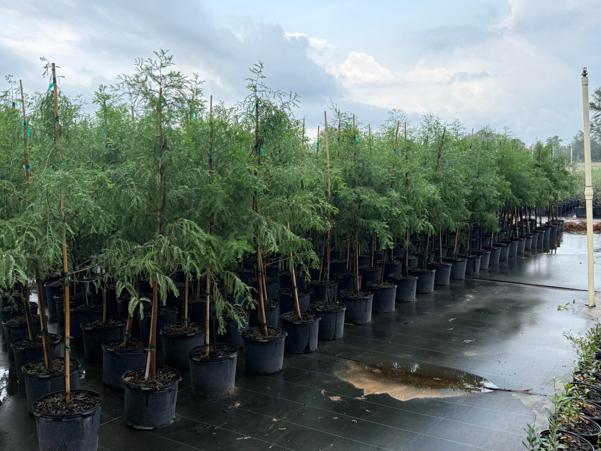 Bald Cypress in 7G containers at Holliday Brothers