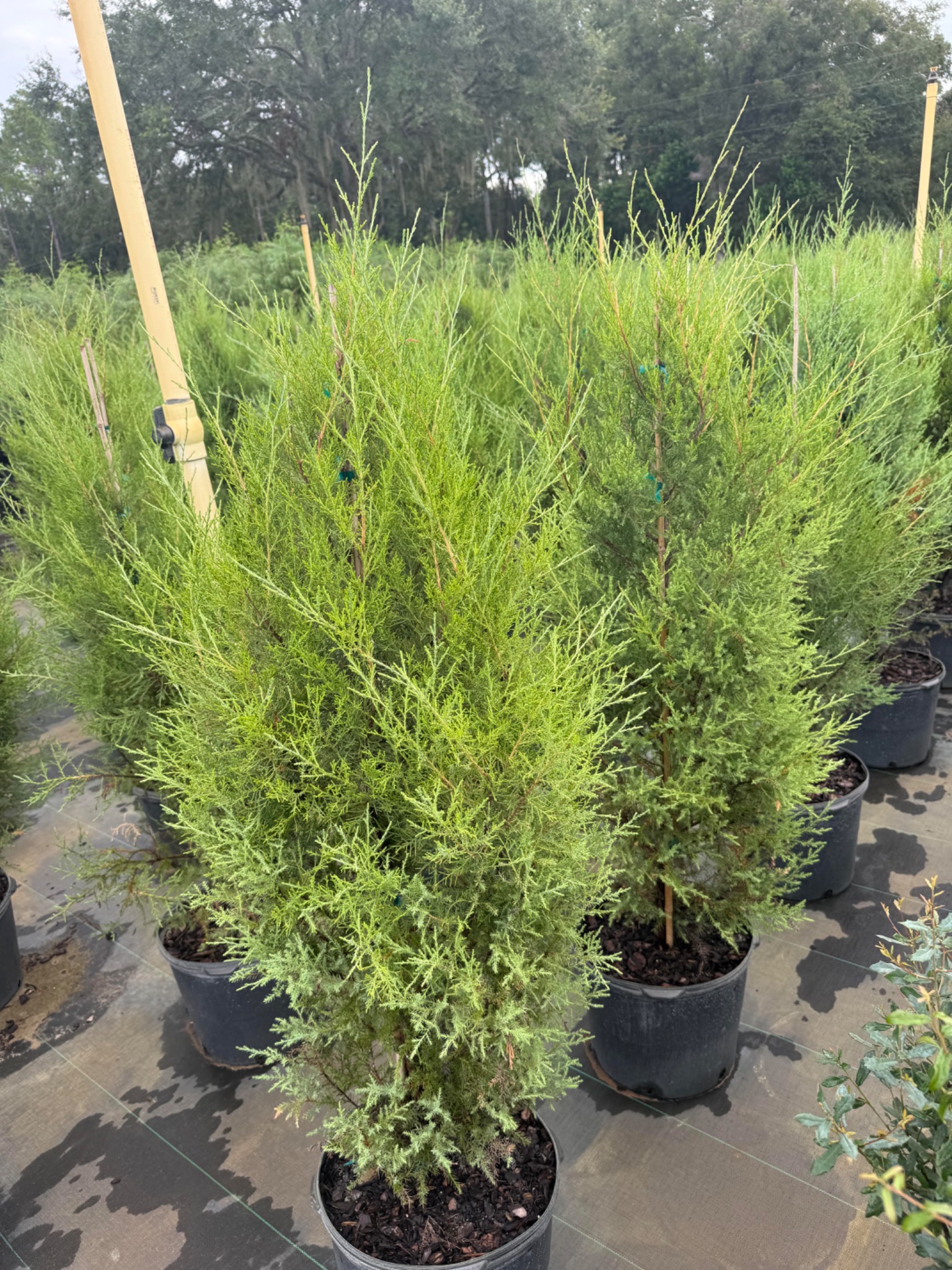 Eastern Red Cedar in 7G containers at Holliday Brothers