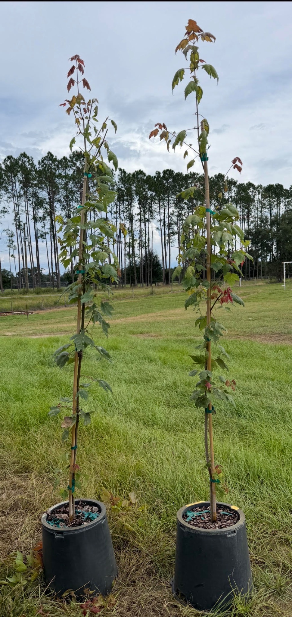 FL Flame Red Maple in 3G containers at Holliday Brothers