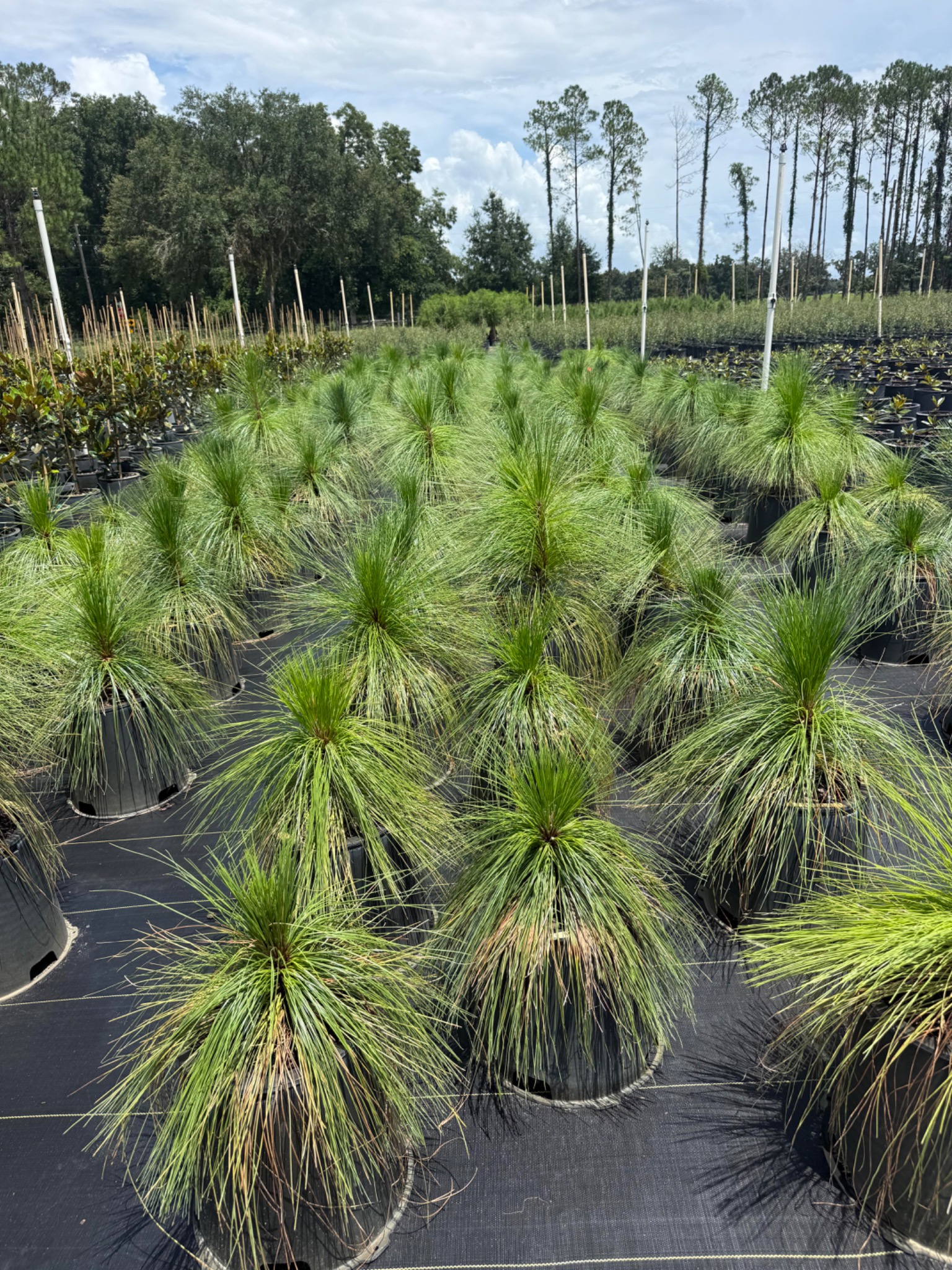 Longleaf Pine in 3G containers at Holliday Brothers