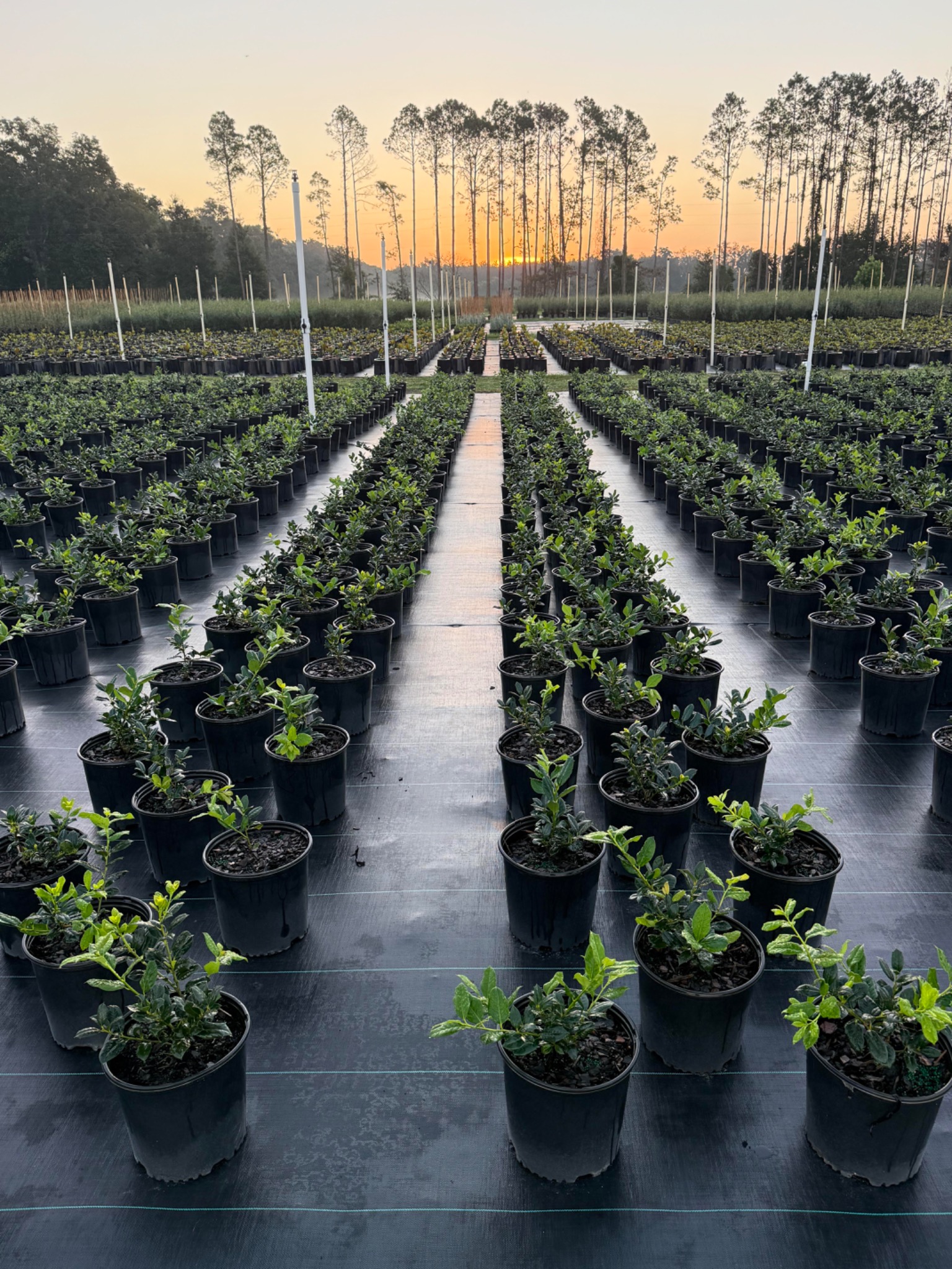 Nellie R. Holly in 3G containers at Holliday Brothers