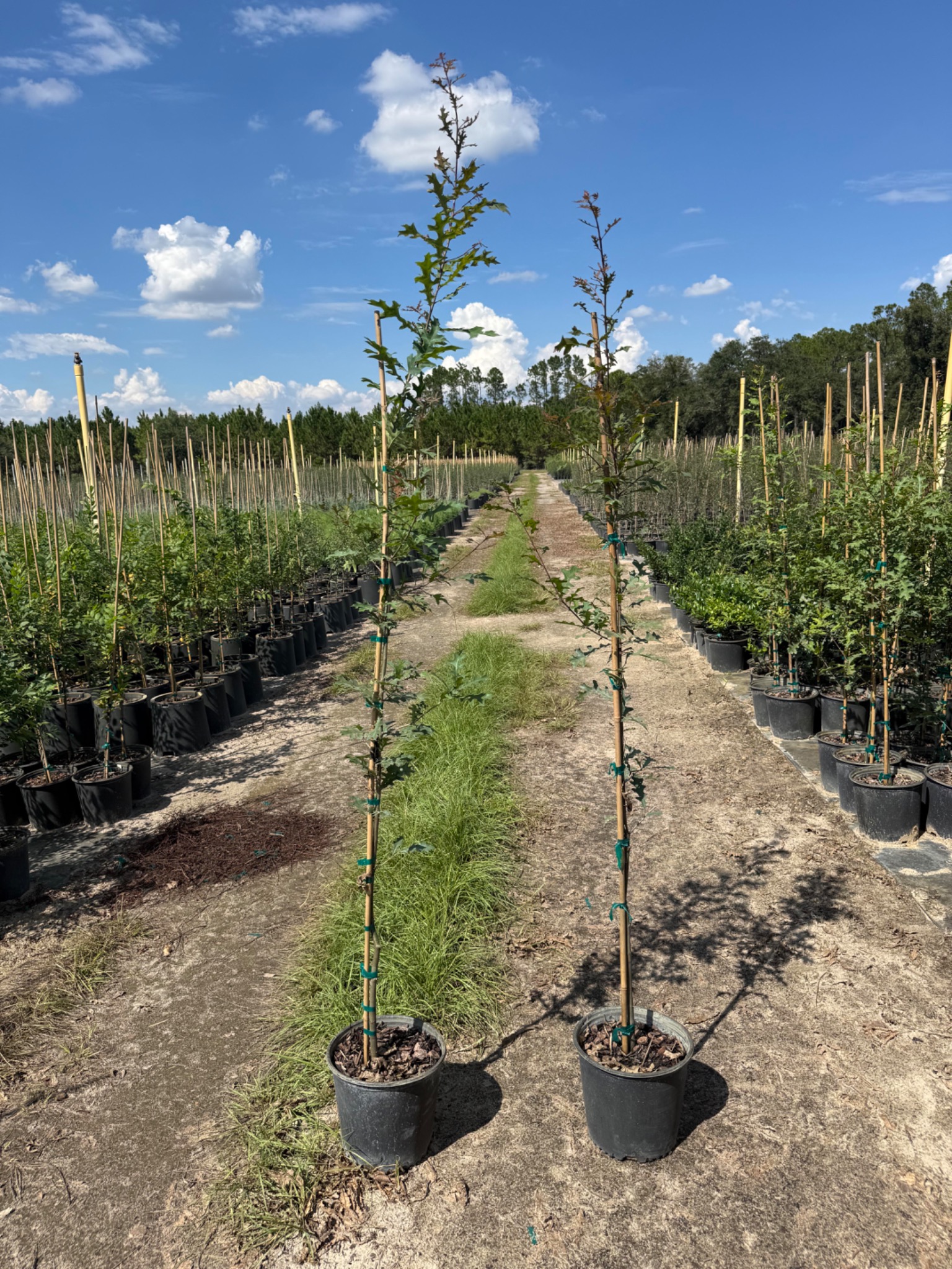 Nuttall Oak in 3G containers at Holliday Brothers