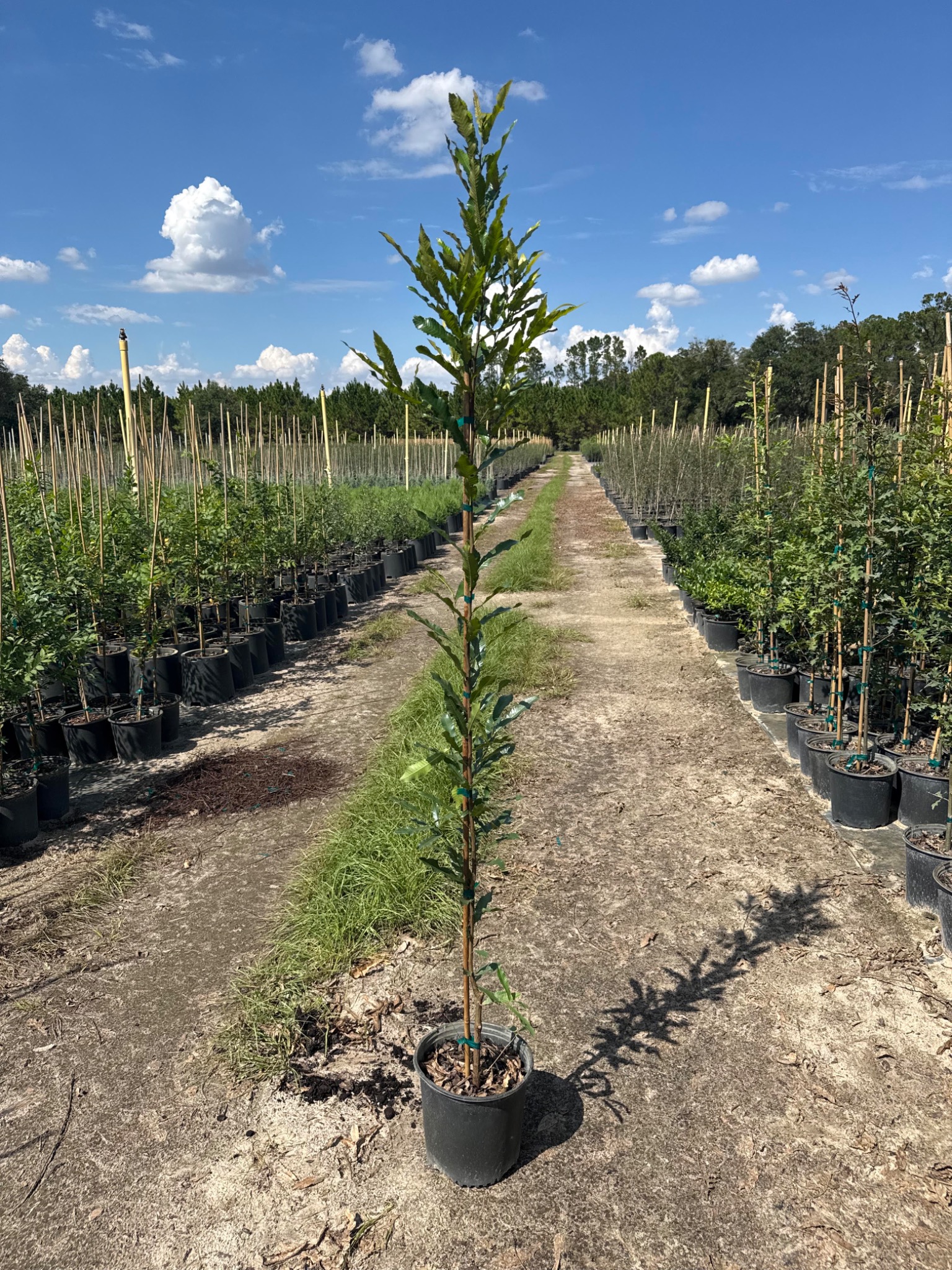 Sawtooth Oak in 3G containers at Holliday Brothers
