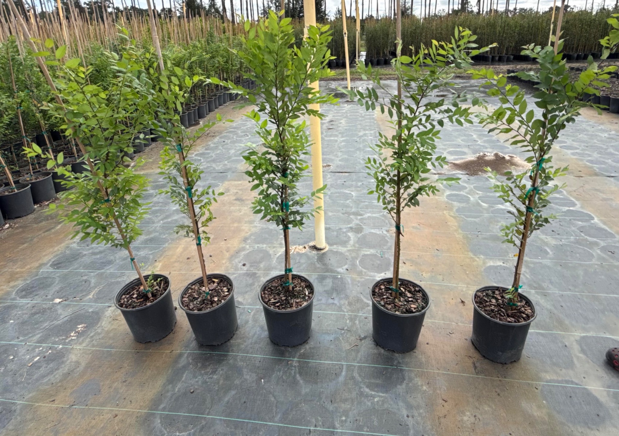 Winged Elm in 3G containers at Holliday Brothers